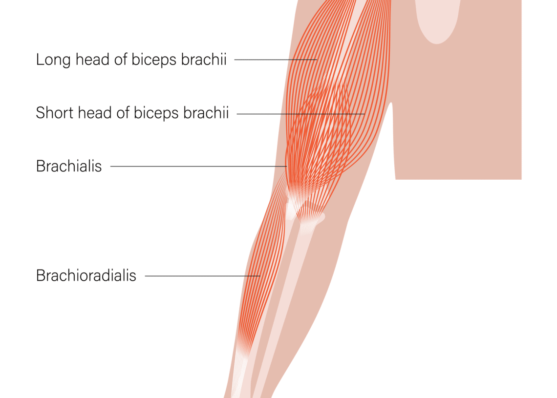 Forearm Pull Up Pain Causes Treatment And How To Avoid Fitness Volt