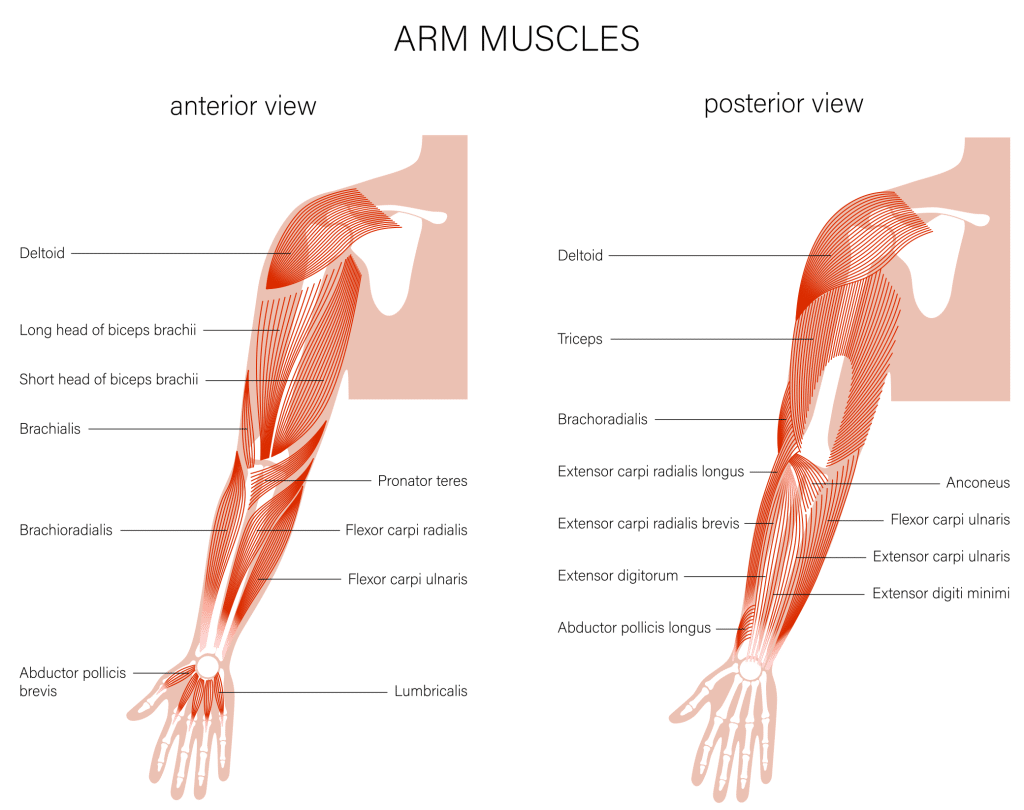 What Muscles Are Used In Arm Wrestling Spoiler Alert It S Not Just