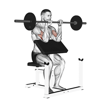 Barbell Reverse Preacher Curl