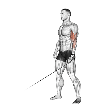 Cable One Arm Curl