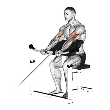 Cable Preacher Curl