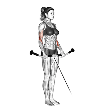Cable Reverse Curl