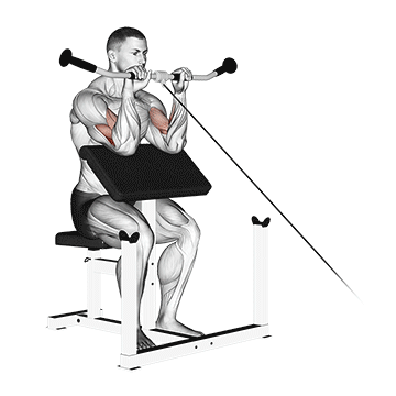 Cable Reverse Preacher Curl