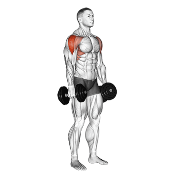 Dumbbell Lateral Raise