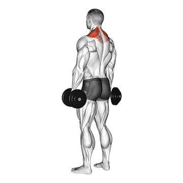 Dumbbell Shrug