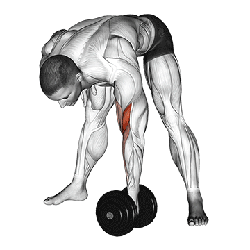 Dumbbell Standing Concentration Curl