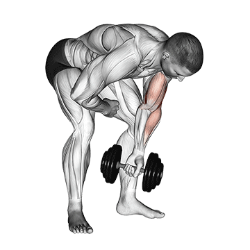 Dumbbell Standing One Arm Concentration Curl