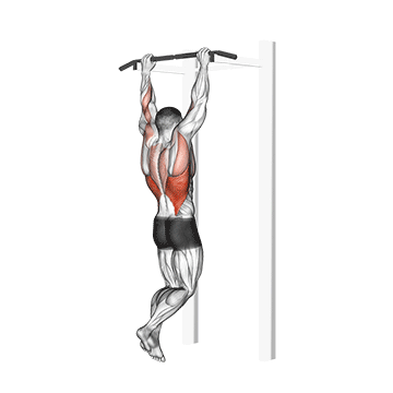 Gironda Sternum Chin