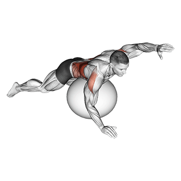Exercise Ball Alternating Arm Ups