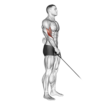 Cable Reverse One Arm Curl