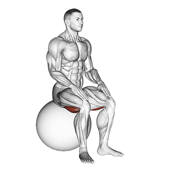 Exercise Ball Seated Hamstring Stretch