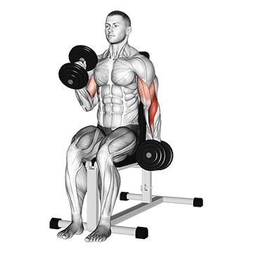 Dumbbell Alternate Seated Hammer Curl