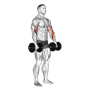 Dumbbell Biceps Curl Reverse