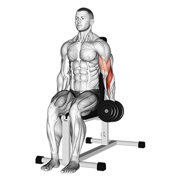 Dumbbell One Arm Seated Hammer Curl
