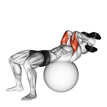 Exercise Ball Supine Triceps Extension