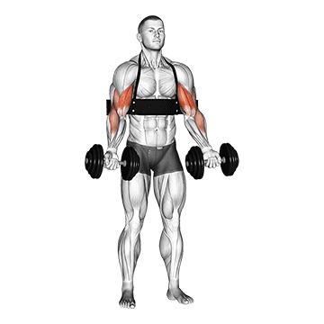 Dumbbell Biceps Curl (with Arm Blaster)