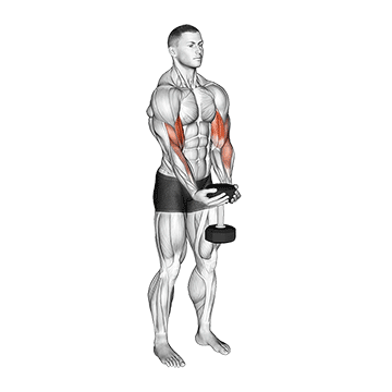Dumbbell Waiter Biceps Curl