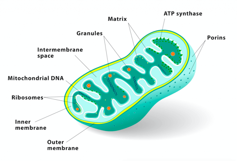 The Critical Role of Mitochondria for Building Muscle and Burning Fat ...