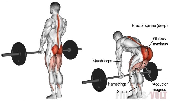 The Ultimate Push Pull Legs Workout Guide Fitness Volt The Ultimate Push Pull Legs Workout Guide Fitness Volt