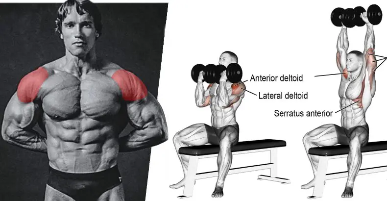 Arnold Press Target Deltoids Traps Triceps Serratus