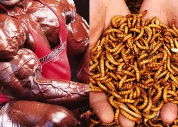 The Future of High Protein? Bugs and Insects