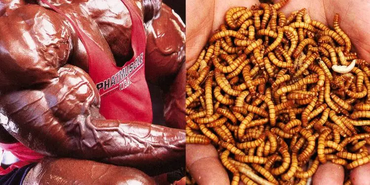 The Future of High Protein? Bugs and Insects