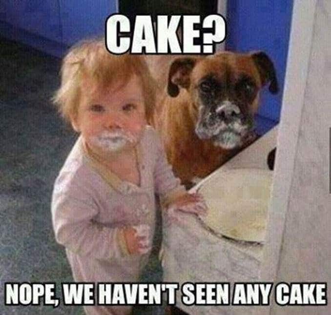 cake-nope-we-havent-seen-any-cake-funny-eating-meme-picture