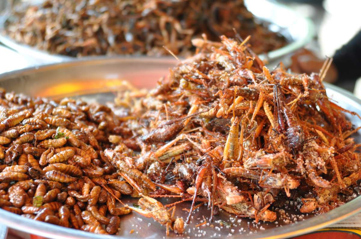 Crickets Insects
