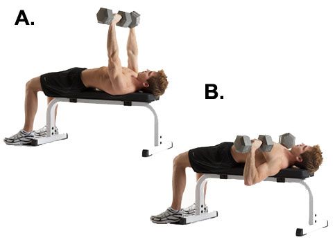 The Dumbbell Bench Press