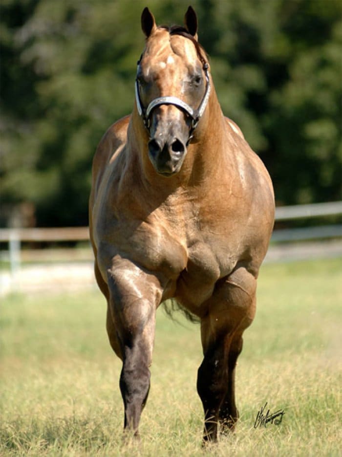 big-horse