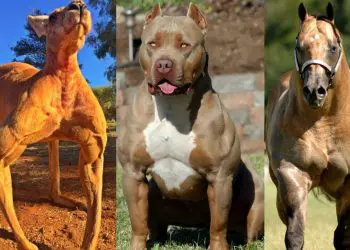 Do You Even Lift Bro? Animals Who Lift More Than You.