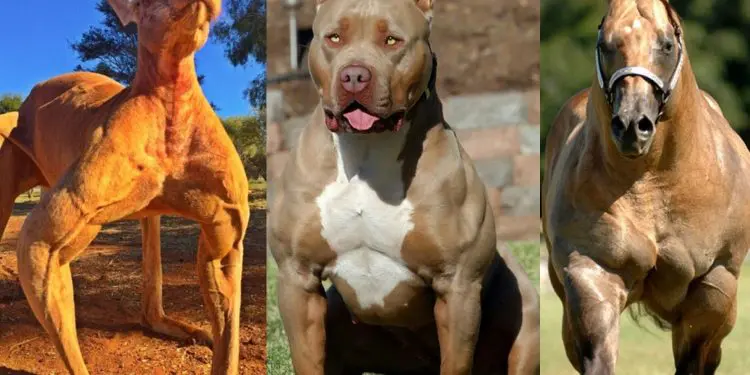 Do You Even Lift Bro? Animals Who Lift More Than You.