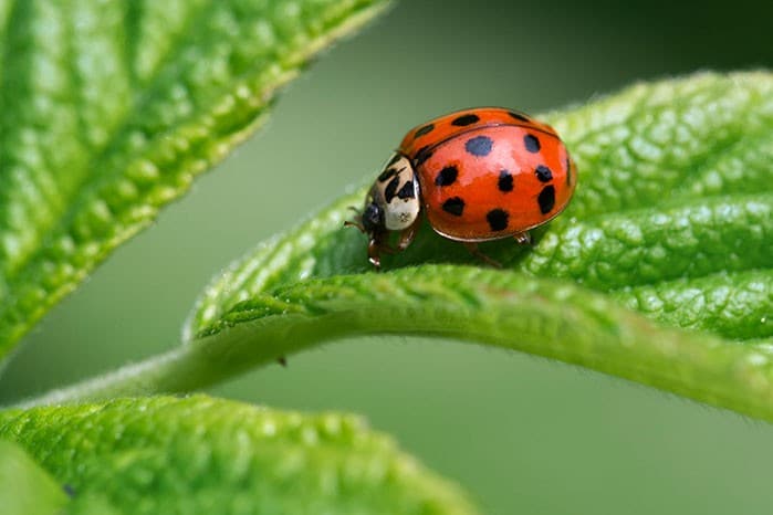 The bugs, known as Harlequin Ladybirds, have black instead of red wings, and can transmit infections to other ladybirds.
