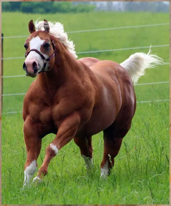 muscular-horse