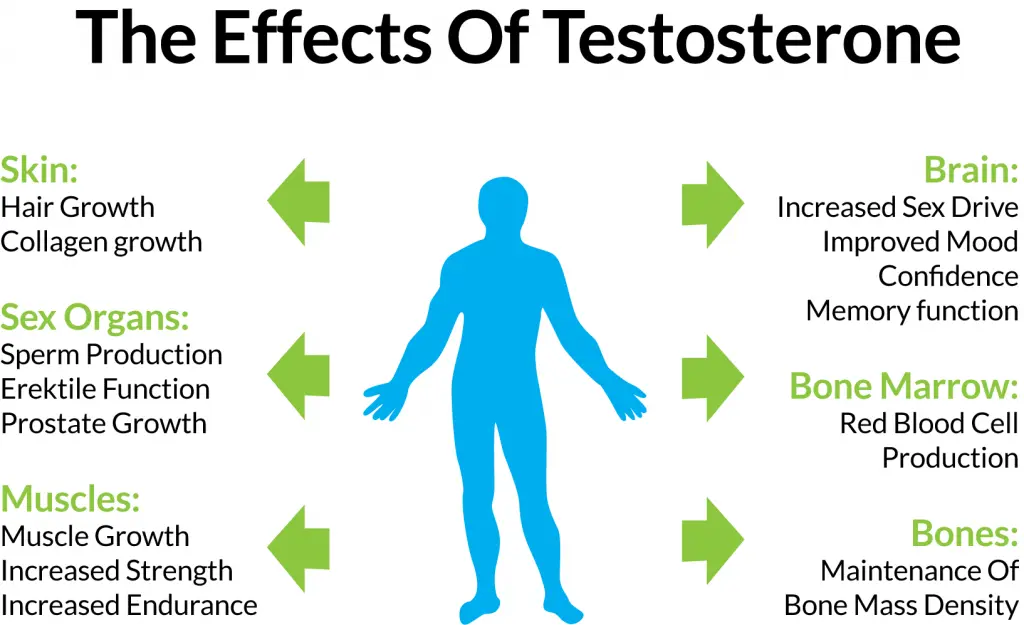 Testosterone Effects