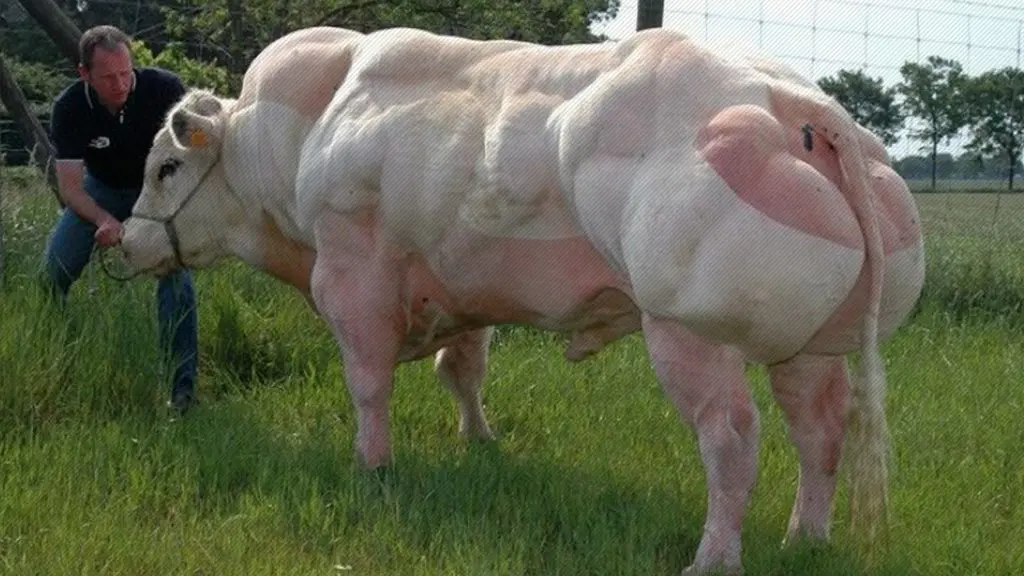 Mutant Bull