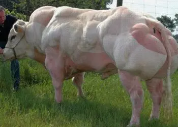 Mutant Bull
