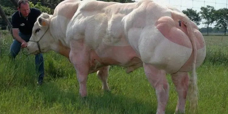 Mutant Bull