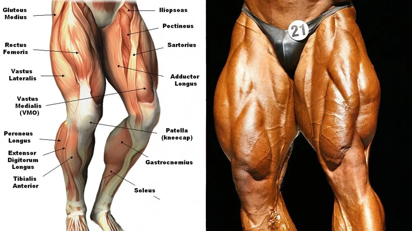 Leg Anatomy