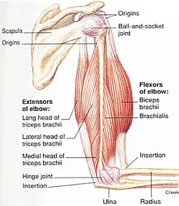 tricep-anatomy