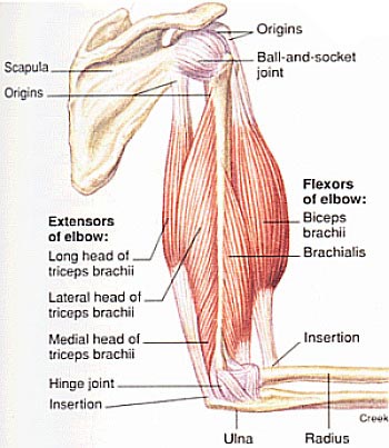 bicep-anatomy