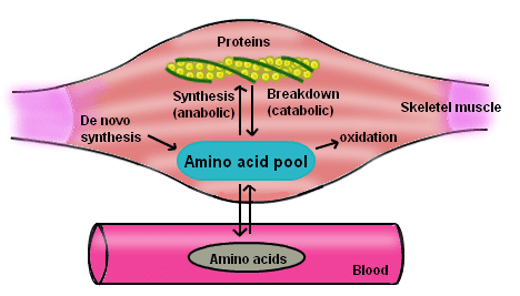 protein-anabolism