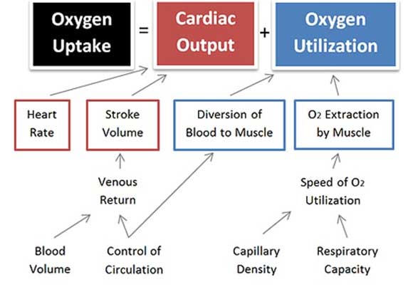cardiovascular-changes