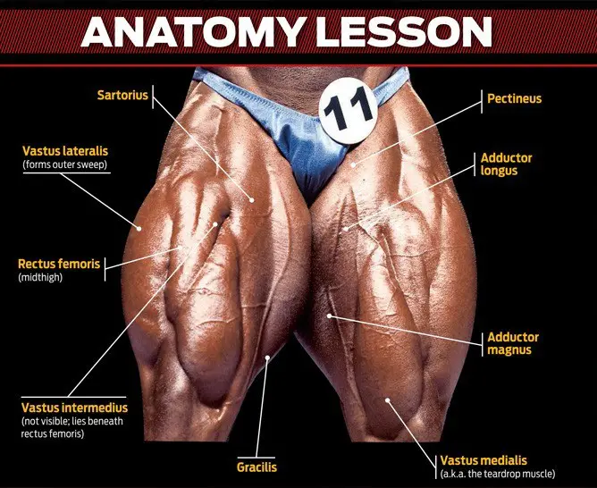 The anatomy of the Quads