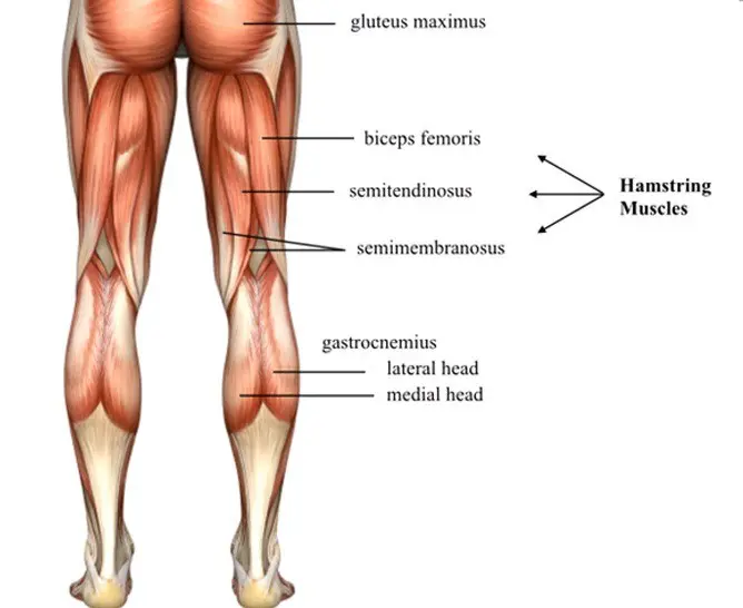 The anatomy of the hamstrings