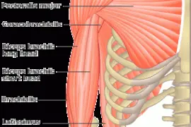 Muscle Talk: Biceps and Triceps