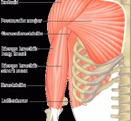 Muscle Talk: Biceps and Triceps