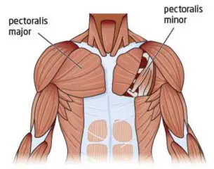 chest-anatomy