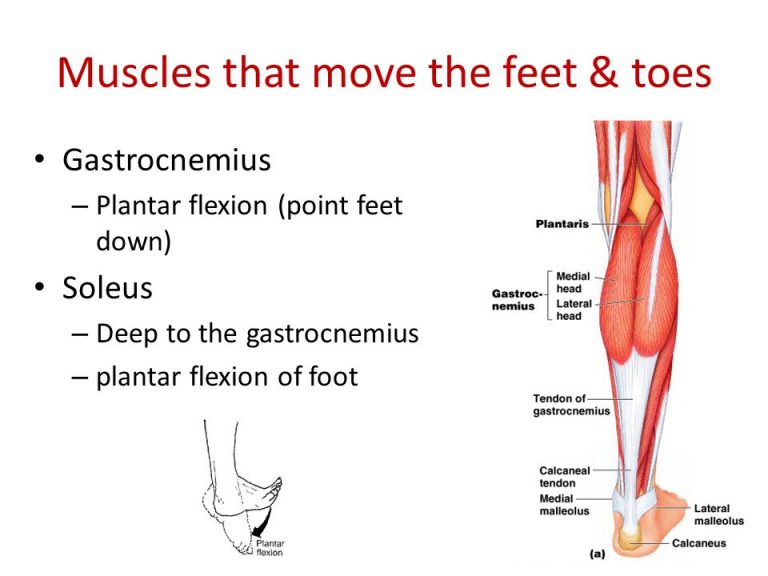 muscle-talk-calf-muscles-fitness-volt