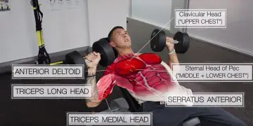 Science-Based Chest Workout